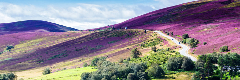 cairngorms covered with purple heather scottish highlands