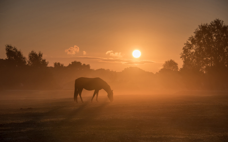 new forest horses at sunrise