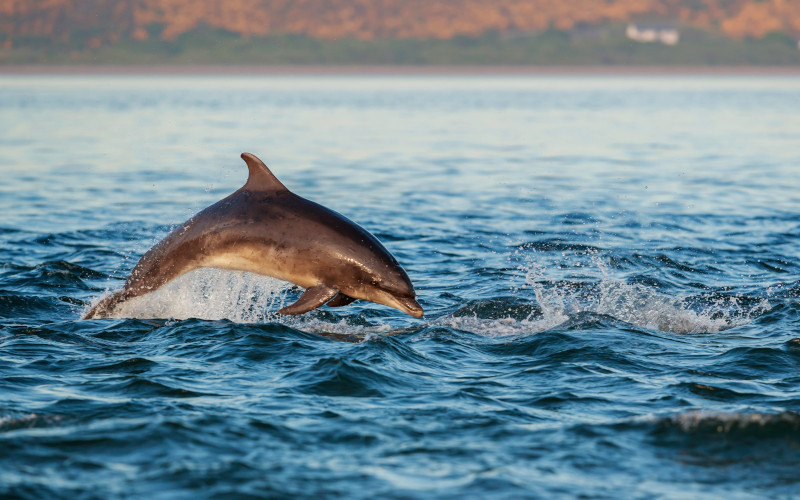 dolphind off lossiemouth beach moray firth