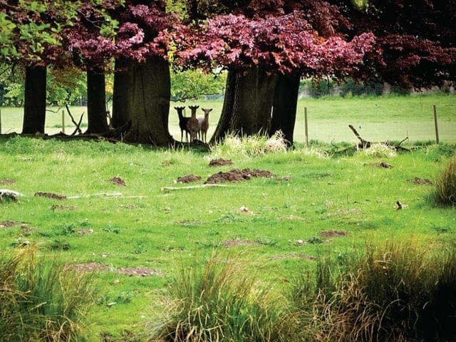 Photo of Woodland View Lodge